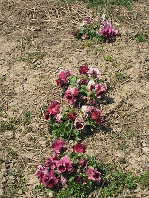 pansy mulched